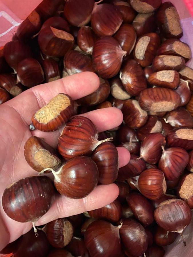Il Nido Nel Borgo Casa Vacanze Camaiore Dış mekan fotoğraf